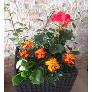 Kwitnące rośliny w doniczce: Pelargonie, aksamitki i inne kolorowe kwiaty.