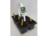 Tulipany Premium, opak. 6szt (Tulipa sp.) mix