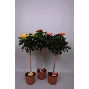 Kwitnące rośliny t.b.t. w doniczkach z żółtymi i pomarańczowymi kwiatami.