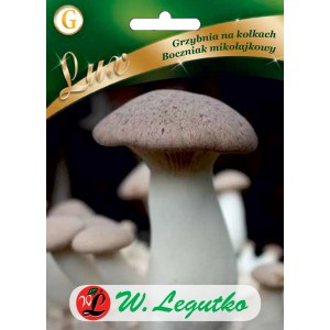 Zdjęcie t.b.t. z kategorii Pozostałe nasiona.