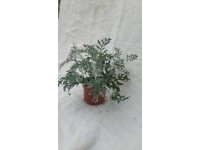 Starzec (Cineraria) don. 10 cm