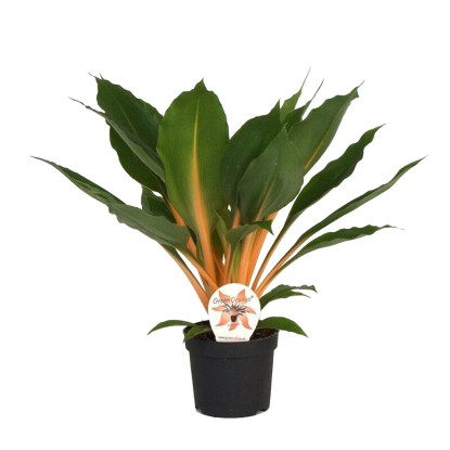 Chlorophytum O. Green Orange - wys. 30 cm