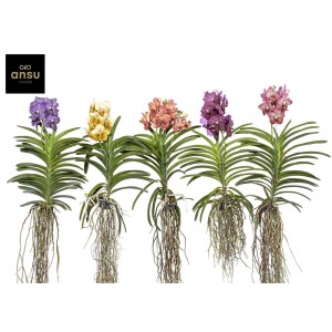 Różnokolorowe orchidee t.b.t. ustawione obok siebie.