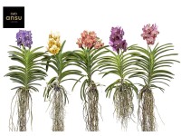 Storczyk Vanda (Orchis) - wys. 80 cm