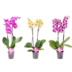 Trzy kwitnące storczyki w różnych kolorach: fioletowy, żółty i różowo-biały. Rośliny doniczkowe.