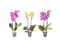 Storczyk polski (Phalaenopsis) 2 pędy - don. 12 cm