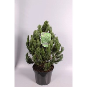 Mała sosna Sosna w doniczce, zielone igły.