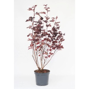 Krzew t.b.t. z czerwono-brązowymi liśćmi w doniczce.