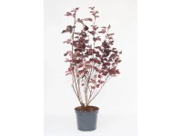 Physocarpus opulifolus Lady in Red wys. 30-40 cm