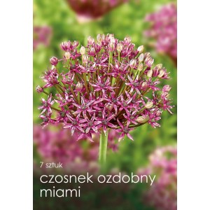 Zbliżenie kwitnącego czosnku ozdobnego 'Miami' z fioletowymi kwiatami.