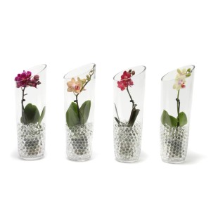 Różnokolorowe storczyki w szklanych wazonach z hydrożelowymi kulkami.