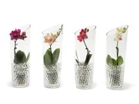 Falenopsis - Ćmówka - Storczyk (Phalaenopsis sp.) mini 1 pęd w szkle 20cm don. 6