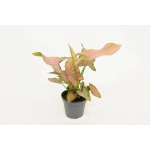 t.b.t. Roślina doniczkowa z różowymi liśćmi w doniczce.