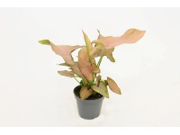 Syngonium Pink Allusion
