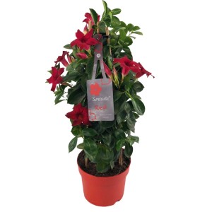 t.b.t. w czerwonej doniczce, roślina kwitnąca z czerwonymi kwiatami.