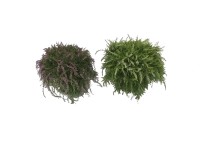 Wrzos linia Garden Girls (Calluna vulgaris) don. 12 cm