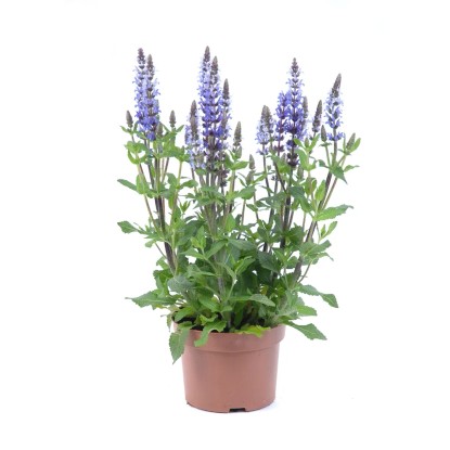 Szałwia omszona (Salvia nemarosa Blue) - wys. 30 cm