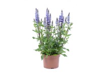 Szałwia omszona (Salvia nemarosa Blue) - wys. 30 cm