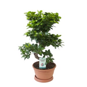 Fikus Ginseng typ S (Ficus microcarpa) - don. 27 cm
