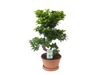 Fikus Ginseng typ S (Ficus microcarpa) - don. 27 cm