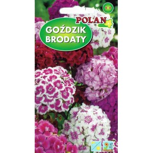 Goździk brodaty 2 g