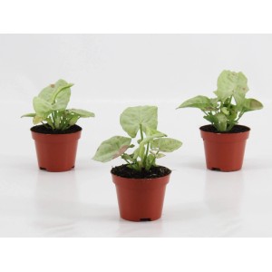 Syngonium "Confetti" (Syngonium podophyllum "Confetti") don. 6 cm