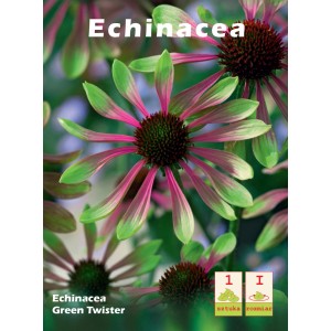 Cebulka kwiatowa Echinacea 'Green Twister' z zielono-różowymi kwiatami.