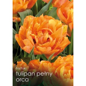 Pomarańczowe, pełne tulipany "Orca" jako cebulki kwiatowe do ogrodu.