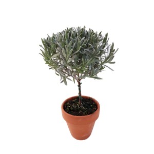 Lawenda kulista w doniczce terakotowej, dekoracyjna roślina ziołowa.