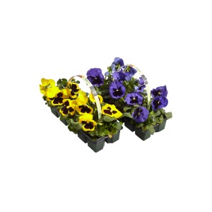 Żółte i niebieskie t.b.t. Rośliny kwitnące w zestawie.