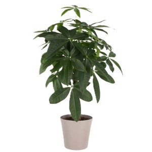 Zielona, duża roślina doniczkowa. Dekoracyjna roślina do wnętrz.