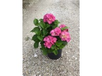 Hortensja ogrodowa (Endless Summer) - don. 10 l