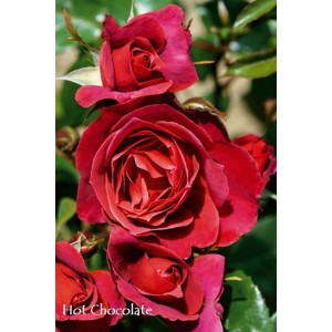 Zbliżenie róży rabatowej 'Hot Chocolate' z aksamitnymi, czerwonymi kwiatami.