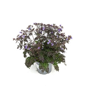 Drabina Jakubowa 'Heaven Scent' w doniczce: Delikatne, fioletowe kwiaty i drobne liście.