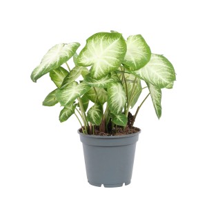 t.b.t. roślina doniczkowa z zielono-białymi liśćmi w szarej doniczce.