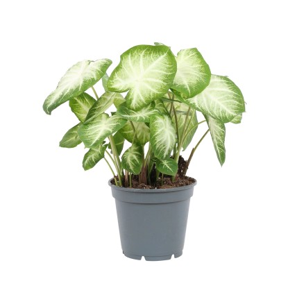 Caladium mix Urban Serii wys. 35-40cm don.17cm