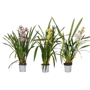 Trzy kwitnące storczyki w doniczkach o różnych kolorach kwiatów.