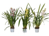 Cymbidium 2 pędy 12cm