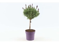 Lawenda wielkokwiatowa Anouk na pniu (Lavandula Sp.) - don. 12 cm