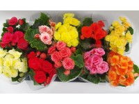 Begonia wyniosła (Begonia elatior) mix - don. 10 cm