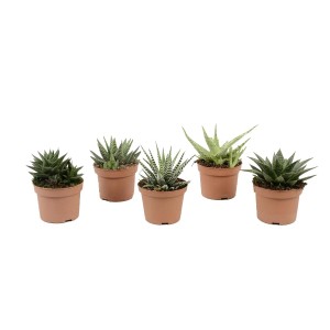 Hawortia de Lux (Haworthia fasciata)