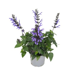 Szałwia guaranicka Black Bloom (Salvia guaranitica) don. 17 cm