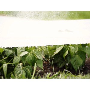 Biała włóknina chroniąca rośliny w ogrodzie. Ochrona przed warunkami atmosferycznymi.