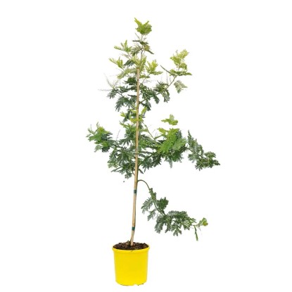 Mimoza (Mimosa Gaulois) - wys. ok. 120 cm, don. 22 cm