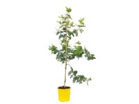 Mimoza (Mimosa Gaulois) - wys. ok. 120 cm, don. 22 cm