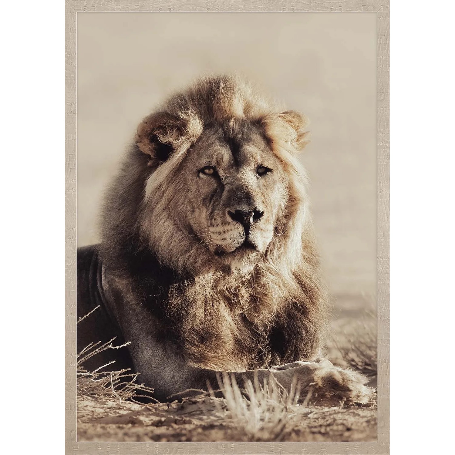ARS LONGA Obraz LORDLY LION  53 x 73 cm