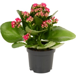 Flaming Katy Calandiva Pink w doniczce, wysokość ok. 12-17 cm.