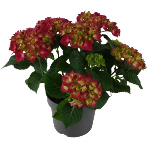 Hortensja ogrodowa (Hydrangea macrophylla) mix don. 19 cm