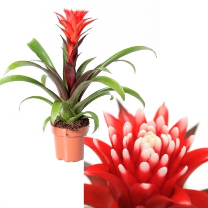 Guzmania (Bromeliaceae Hope) - don. 12 cm