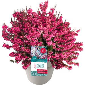 Wrzosiec Winter Ladies w doniczce, czerwone kwiaty Erica carnea.